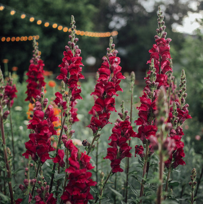 Potomac Royal Snapdragon Plants - 3x