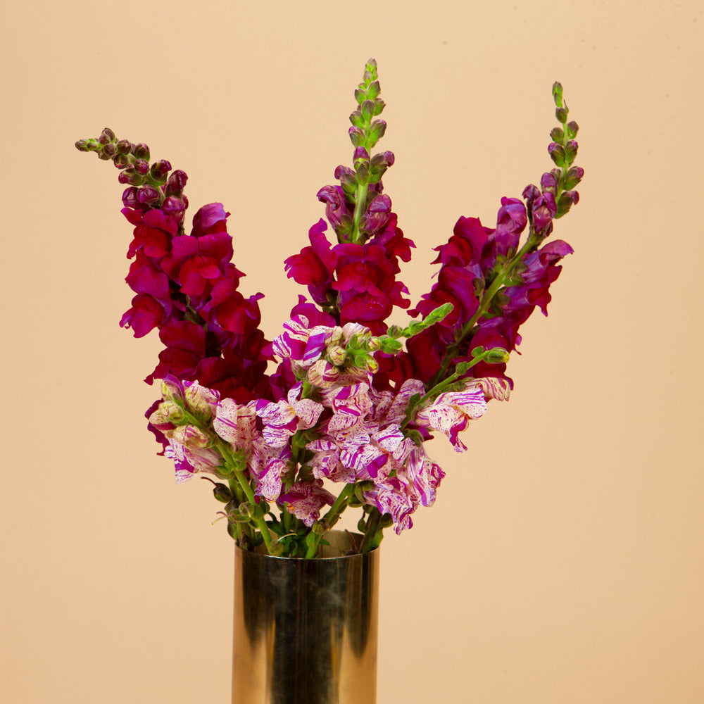 Snapdragon Bunch Snapdragon Bouquet