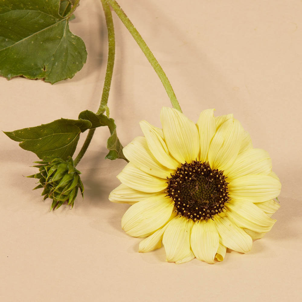 Italian White Sunflower Seeds