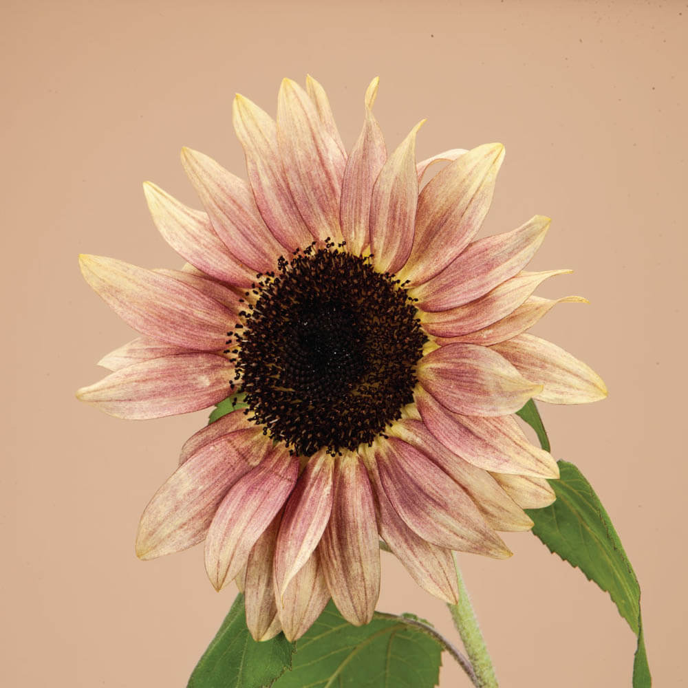 Sunflower Procut Plum Seeds