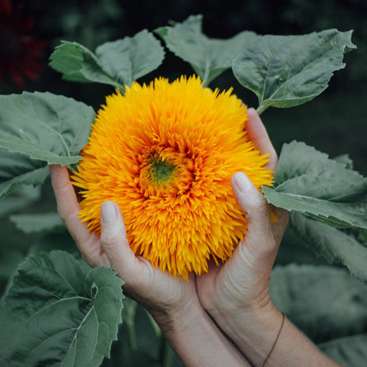 Teddy Bear Sunflower Plants