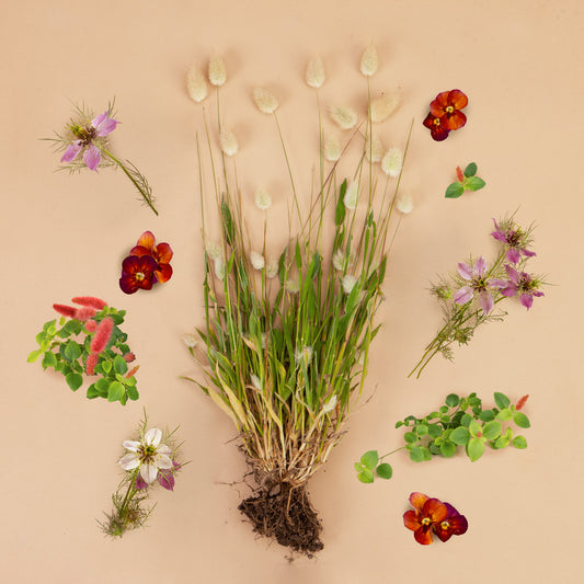 Edible Flower Garden Kit: 15 Plants