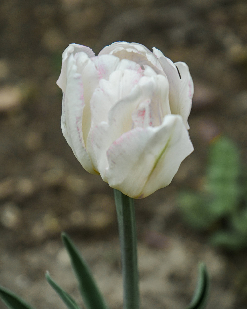 Tulip Angelique Bulbs