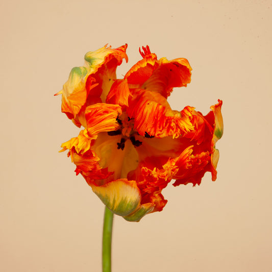 Avignon Parrot Tulip Bulbs