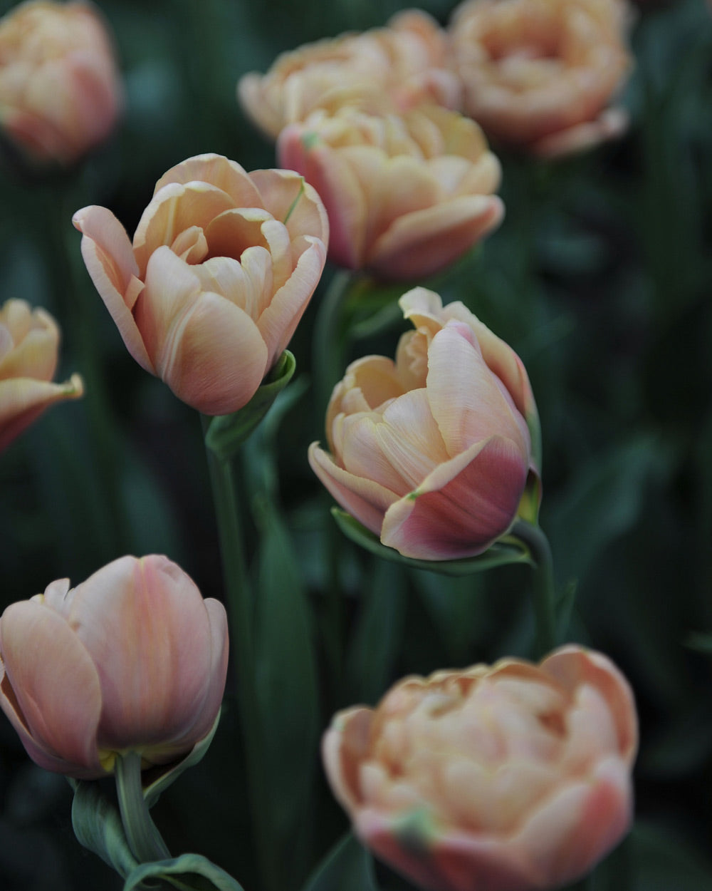 Belle Epoque Tulip Bulbs