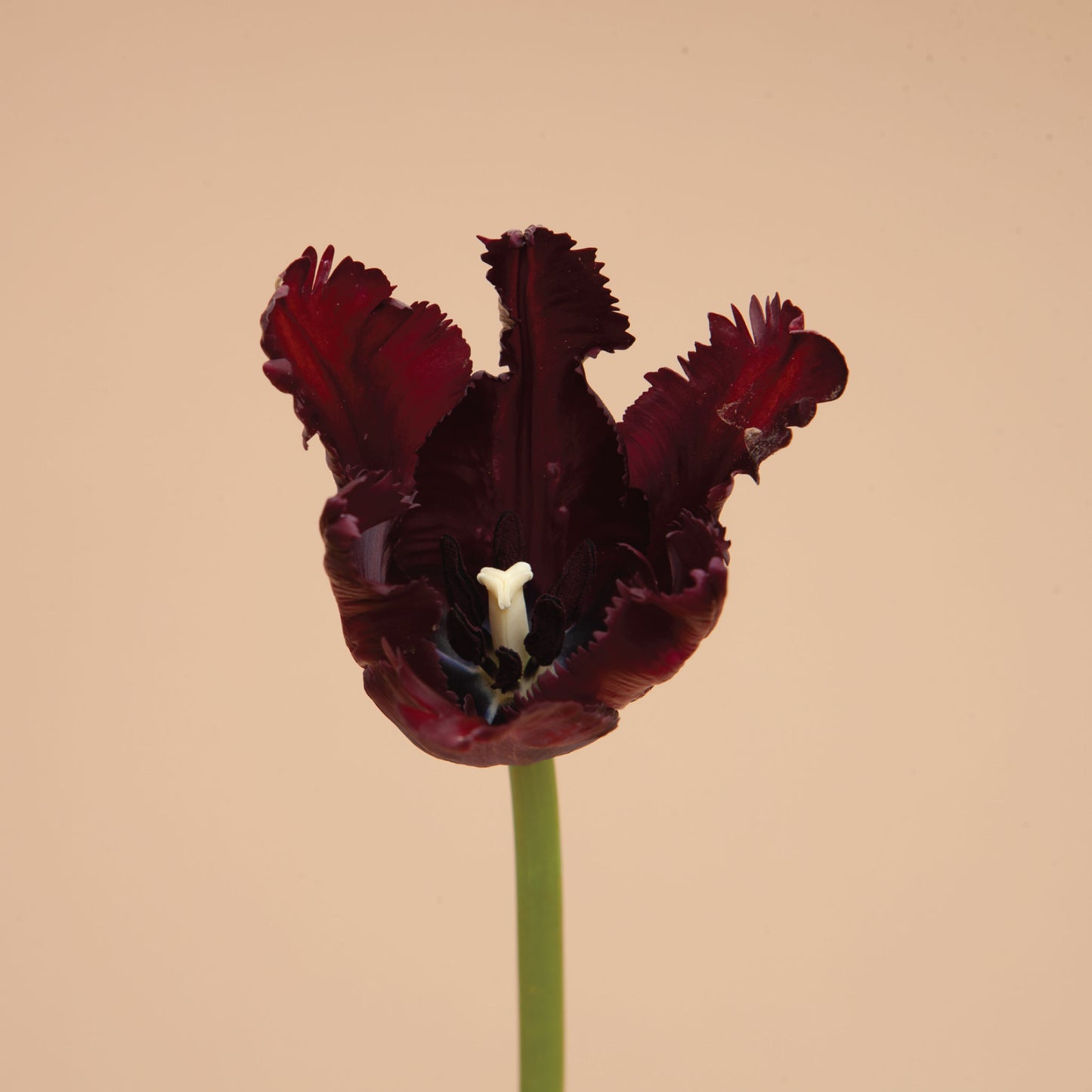 Tulip Black Parrot Bulbs