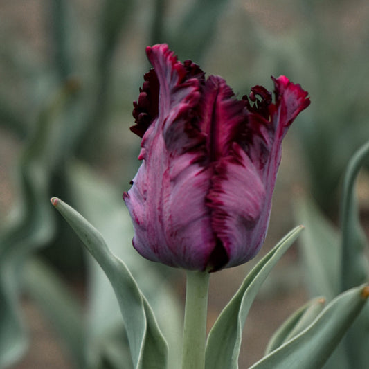 Black Parrot Tulip Bulbs