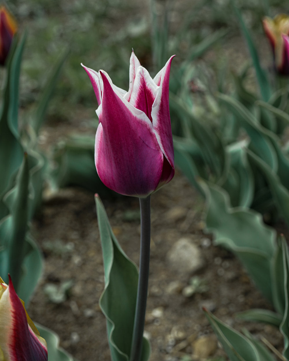 Tulip Claudia Bulbs