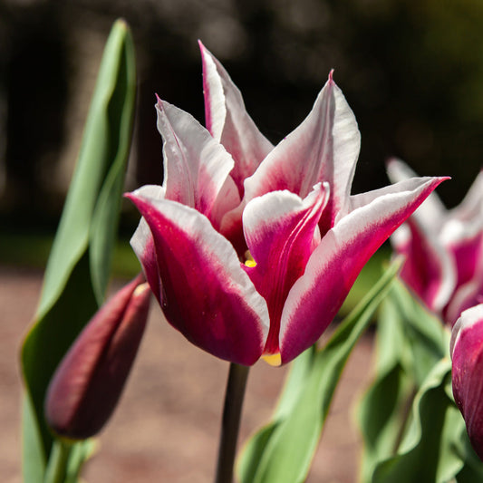 Claudia Tulip Bulbs