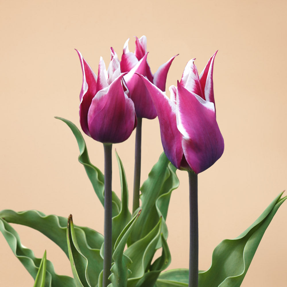 Tulip Claudia Bulbs