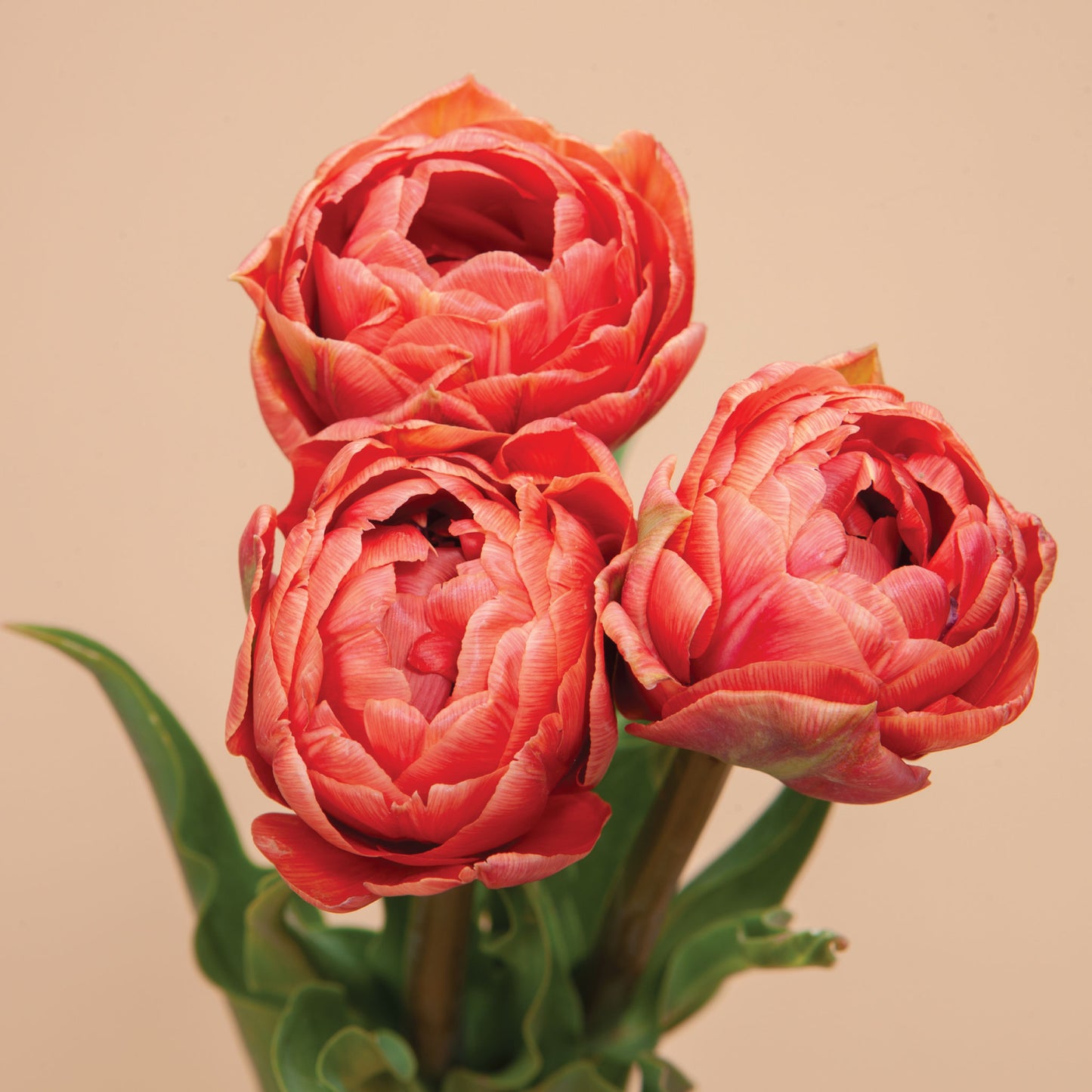 Tulip Copper Image Bulbs