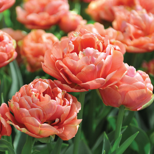 Copper Image Tulip Bulbs
