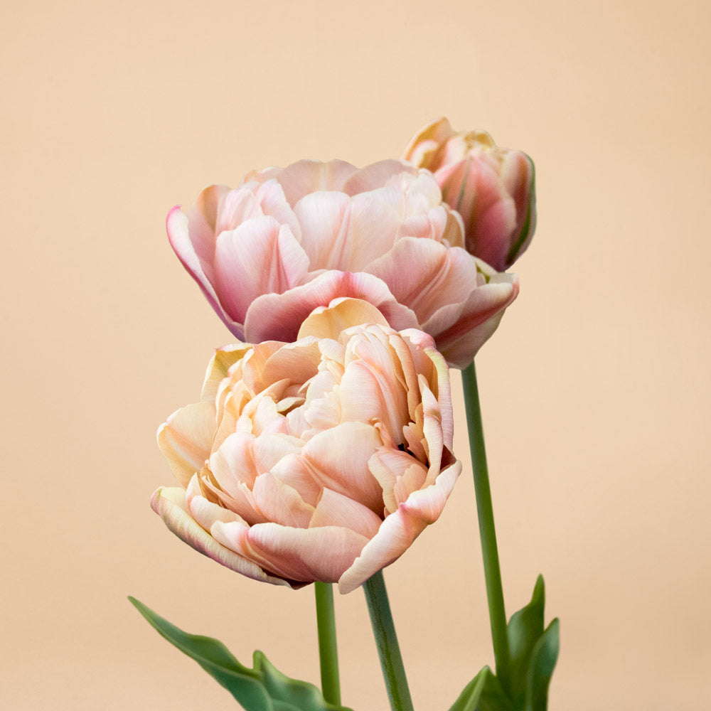 Belle Epoque Tulip Bulbs
