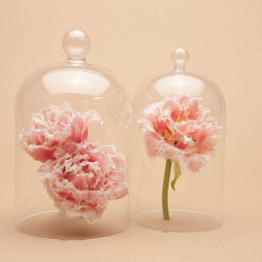 Queensland Pre-Chilled Tulip Bulbs