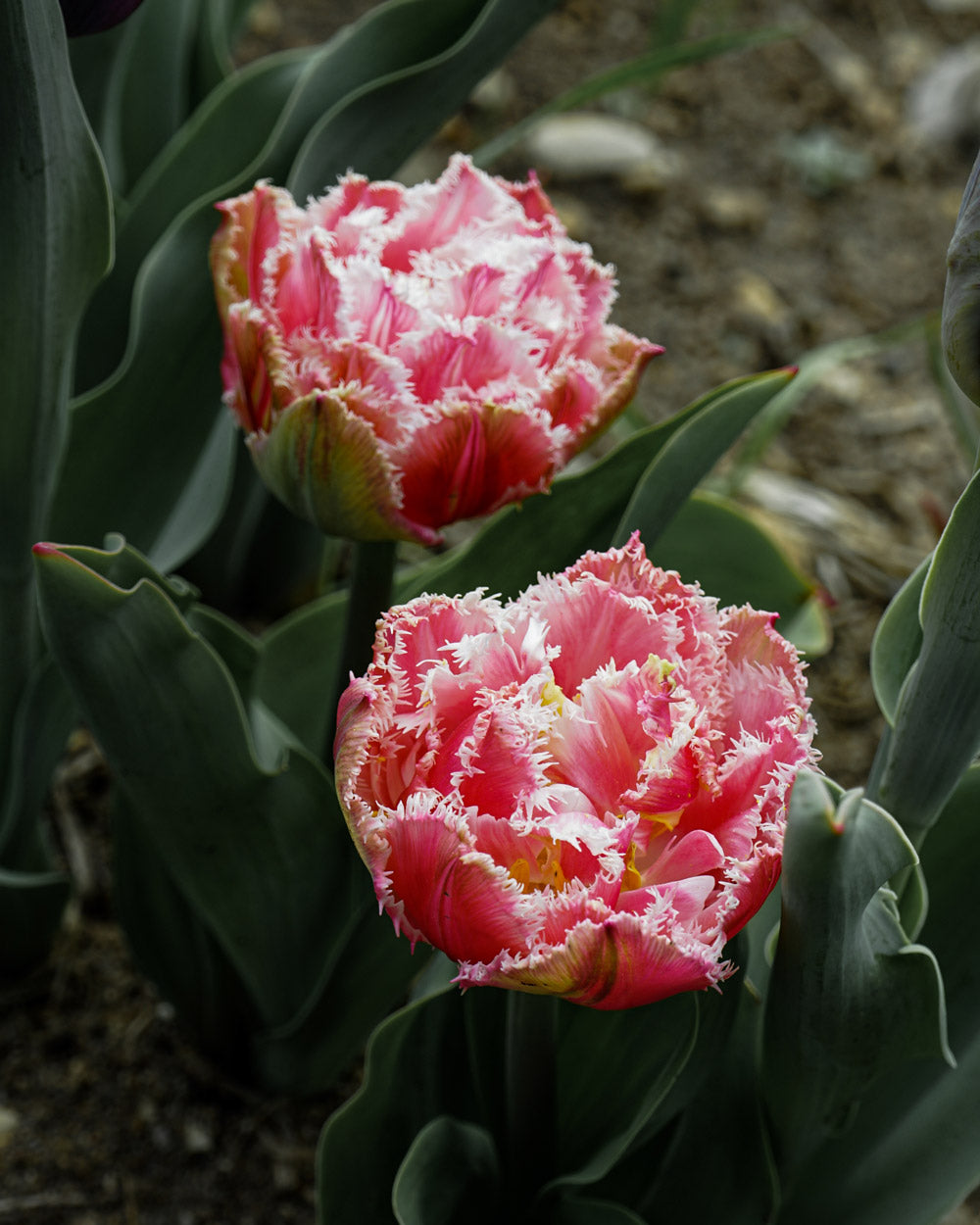 Queensland Tulip Bulbs