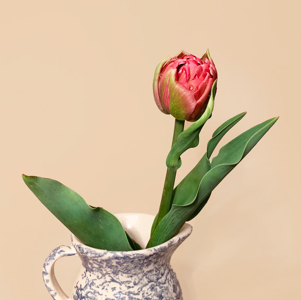 Tulip Renown Unique Bulbs
