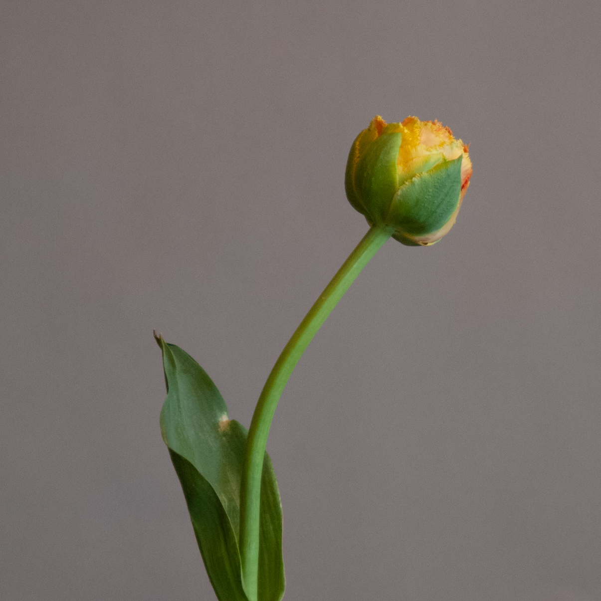 Tulip Sensual Touch Bulbs