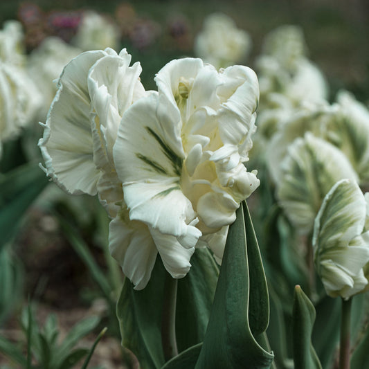 Super Parrot Pre-Chilled Tulip Bulbs