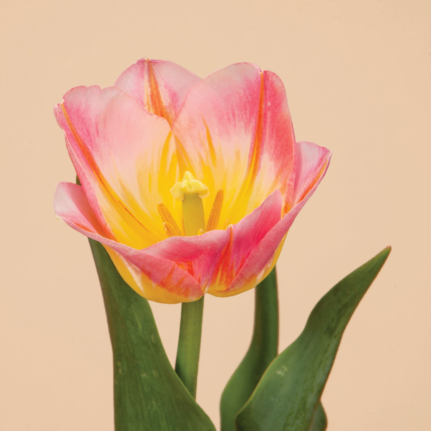 Tom Pouce Tulip Bulbs