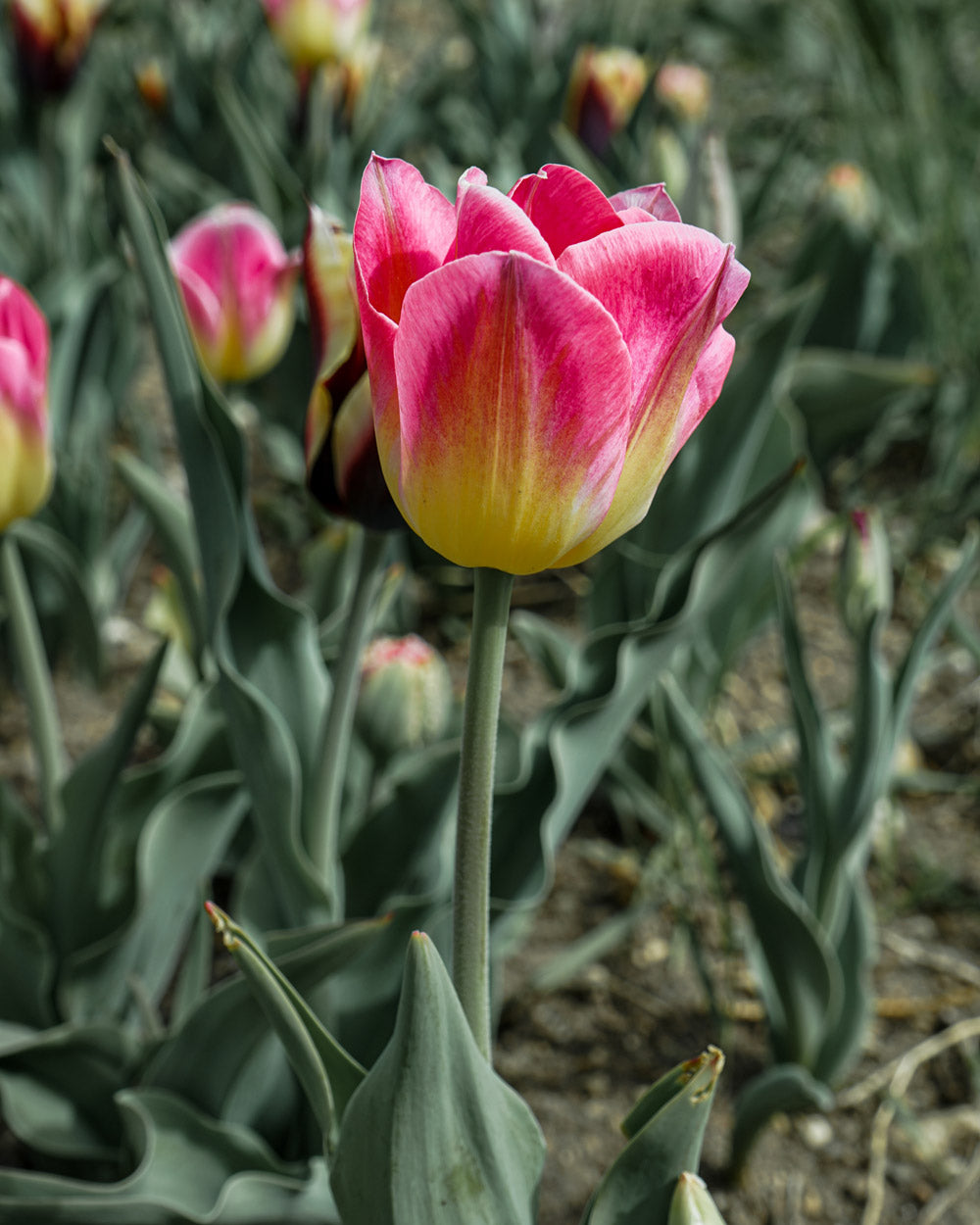 Tom Pouce Tulip Bulbs