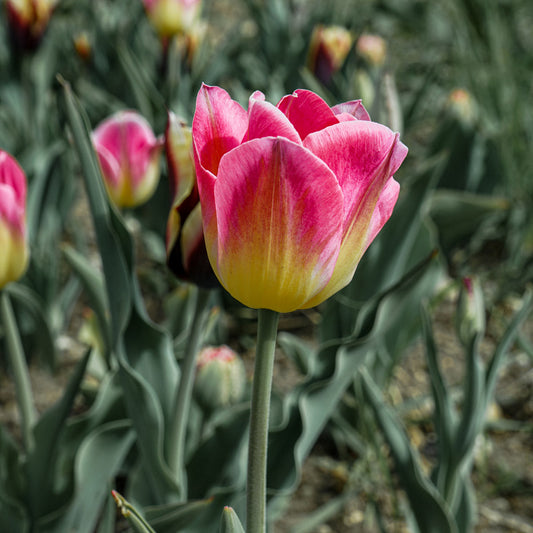 Tom Pouce Pre-Chilled Tulip Bulbs