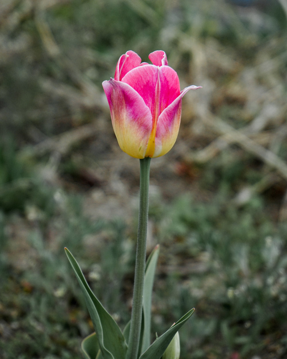 Tom Pouce Tulip Bulbs