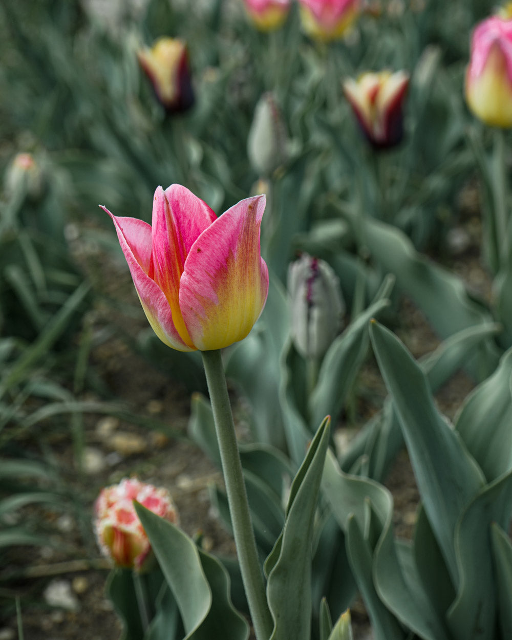 Tom Pouce Tulip Bulbs