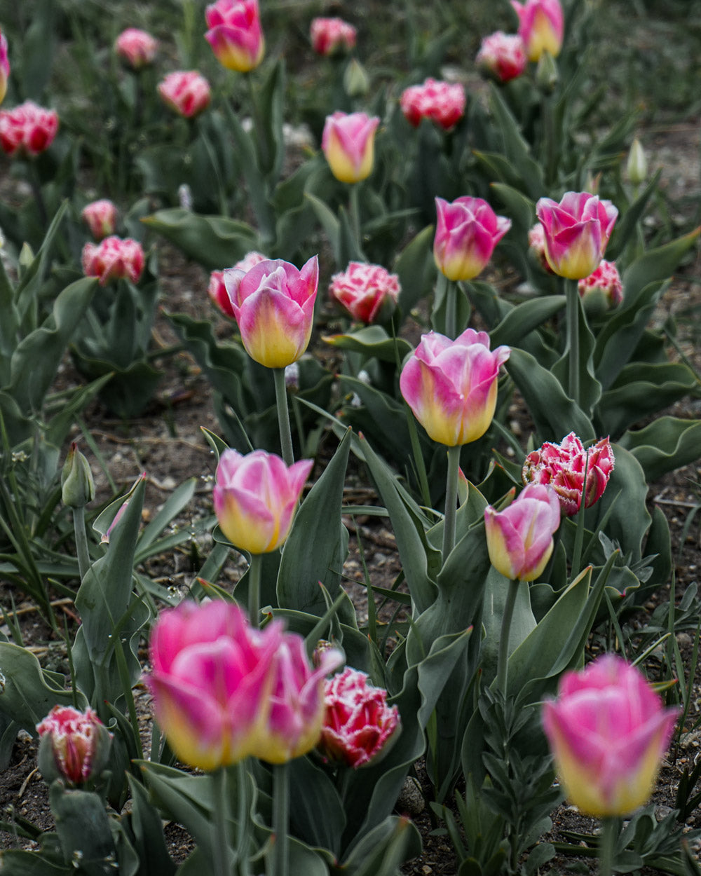 Tom Pouce Tulip Bulbs