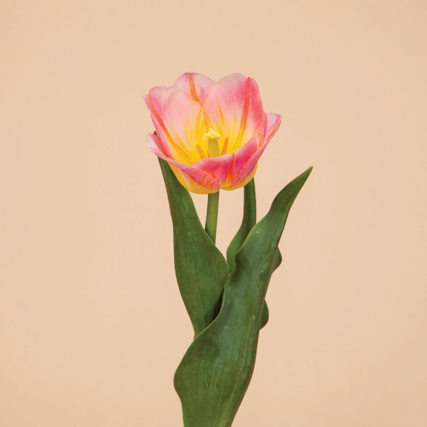 Tom Pouce Tulip Bulbs