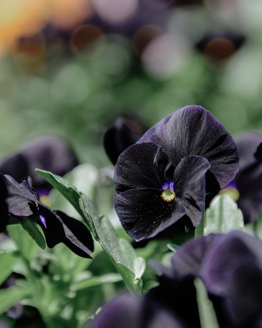 Back To Black Viola Plants