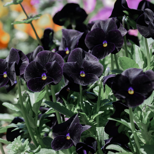 Back To Black Viola Plants