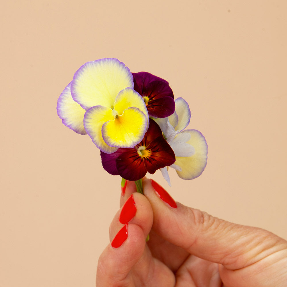 Etain Viola Plants