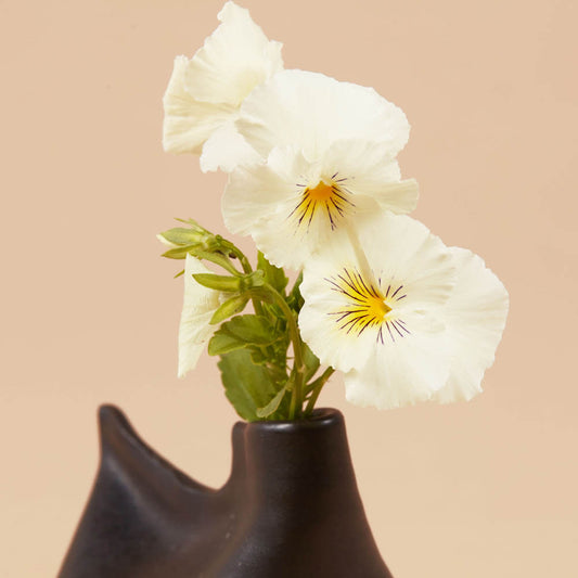 Gem White Viola Plants