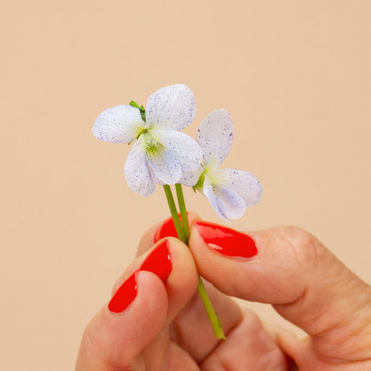 Freckles Viola Plants