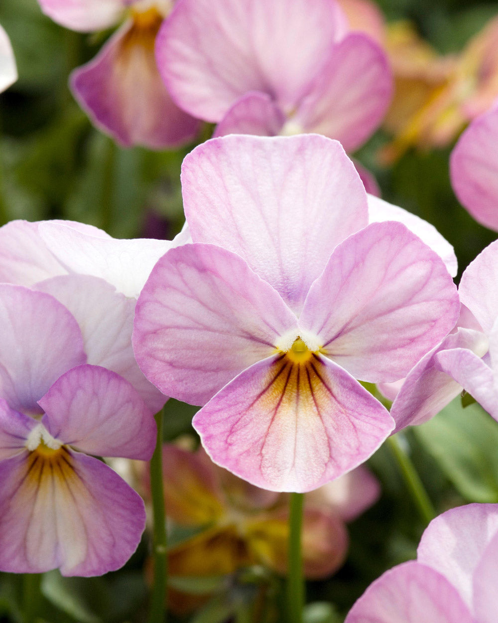 Gem Pink Antique Viola Plants