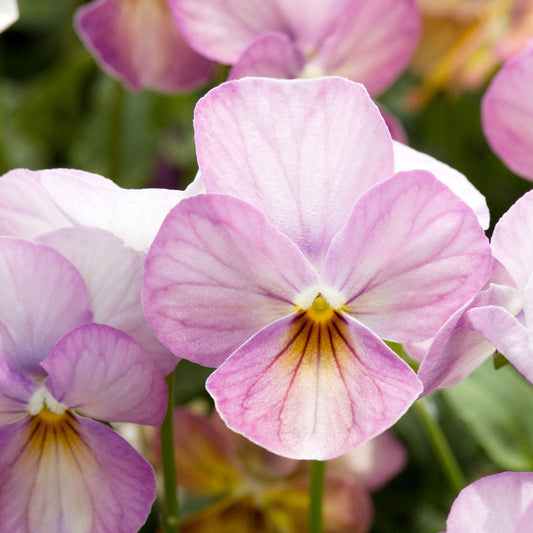 Gem Pink Antique Viola Plants