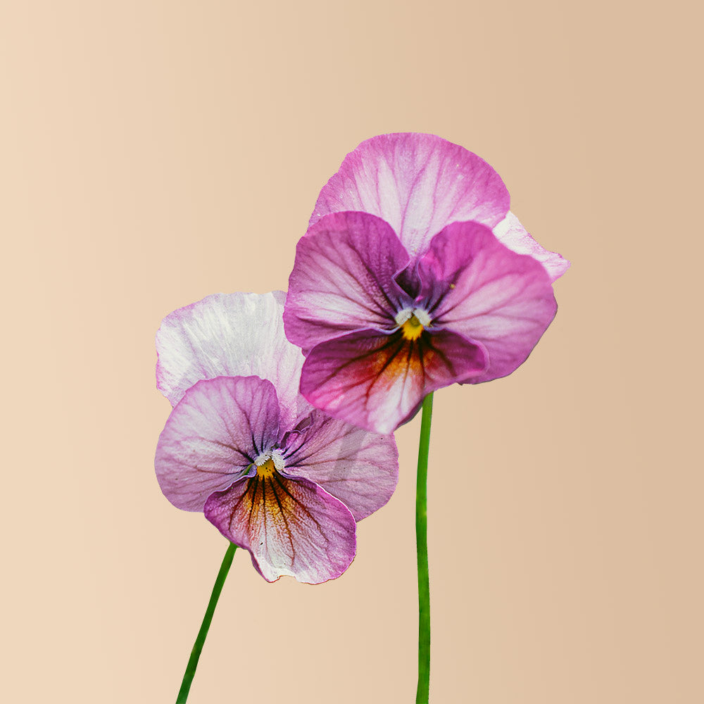 Viola Gem Pink Antique Seeds