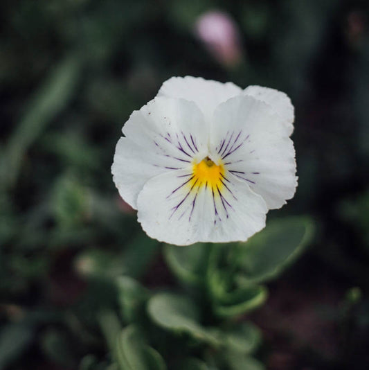 Gem White Viola Plants