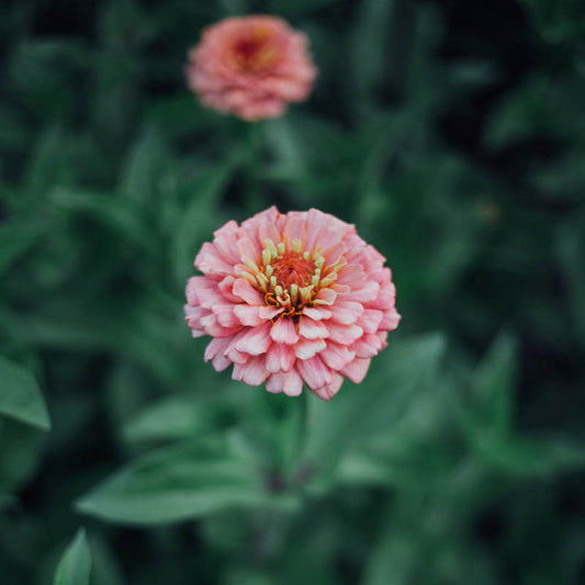 Oklahoma Salmon Zinnia Seeds