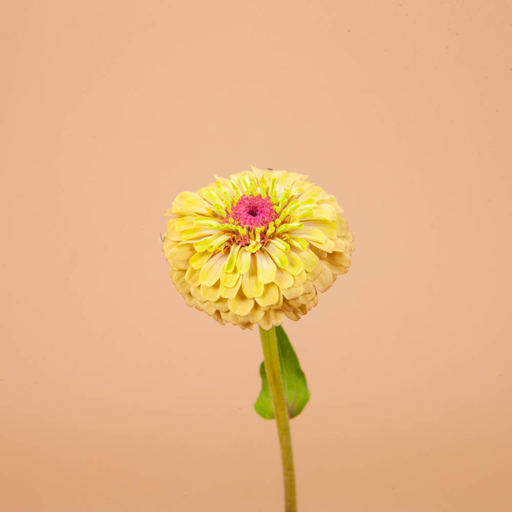 Zinnia Queen Lime With Blush Seeds