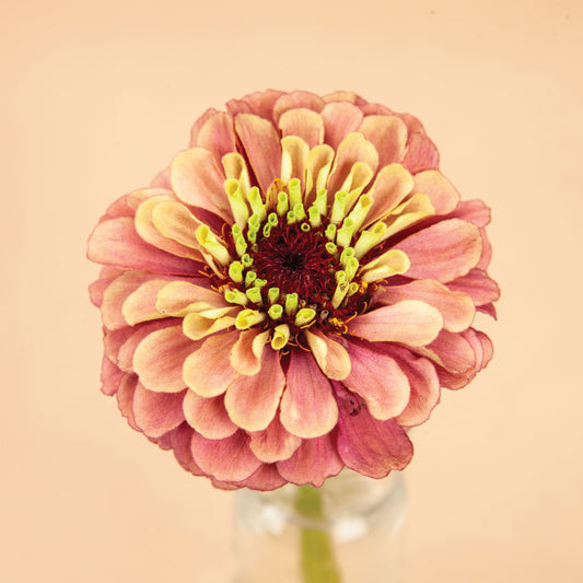 ZIinnia Queen Red Lime With Blotch